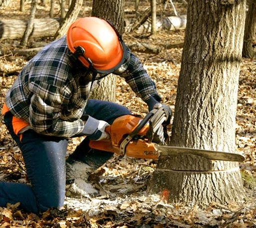 Tree Removal in Pittsford, VT